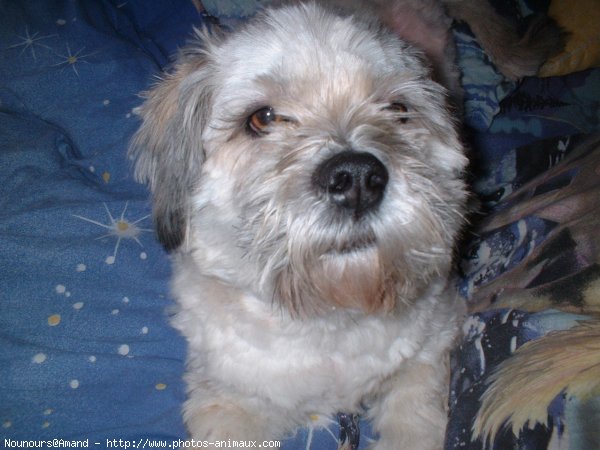 Photo de Lhassa apso