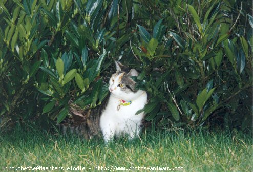 Photo de Chat domestique