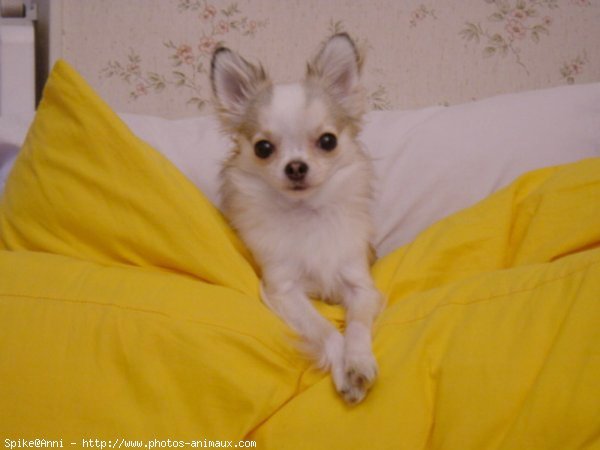 Photo de Chihuahua  poil court