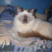 Photo de Sacr de birmanie