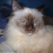 Photo de Sacr de birmanie