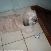 Photo de Lhassa apso