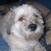 Photo de Lhassa apso