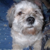 Photo de Lhassa apso