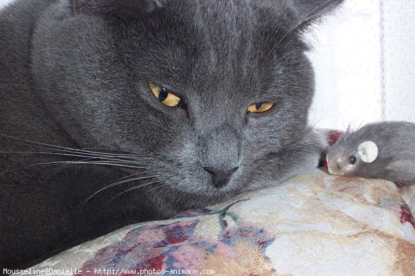 Photo de Chartreux