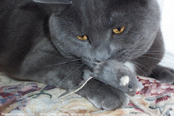 Photo de Chartreux