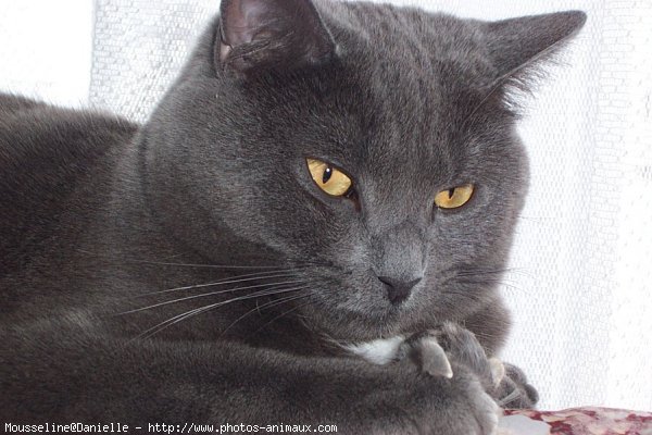 Photo de Chartreux