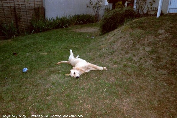 Photo de Golden retriever