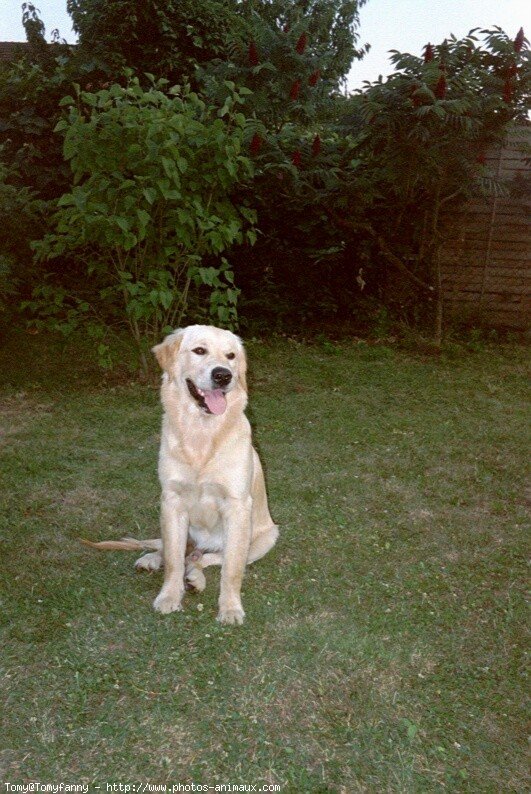 Photo de Golden retriever