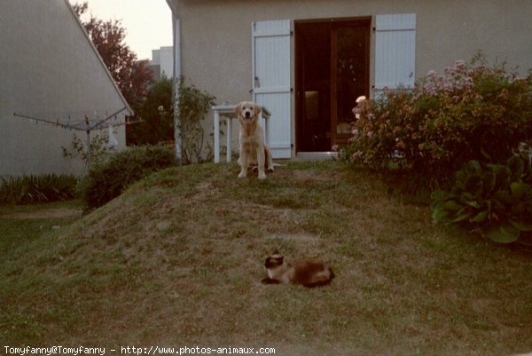 Photo de Golden retriever