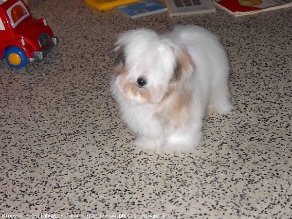 Photo de Coton de tulear