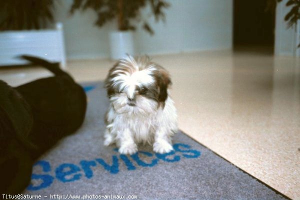 Photo de Shih tzu