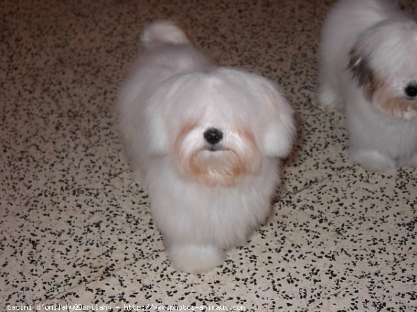 Photo de Coton de tulear