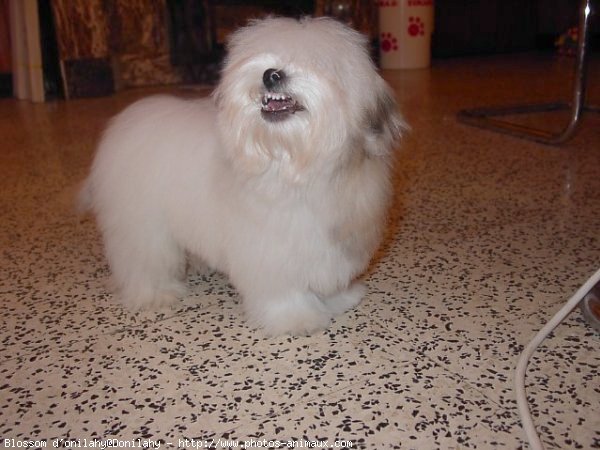 Photo de Coton de tulear