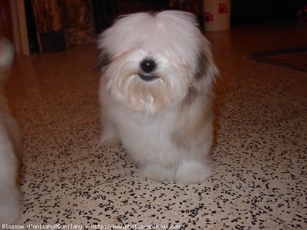 Photo de Coton de tulear