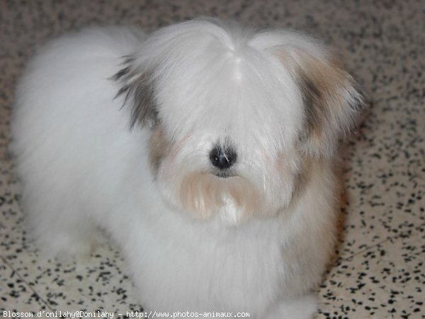 Photo de Coton de tulear