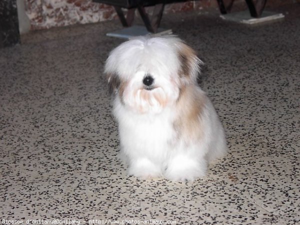 Photo de Coton de tulear