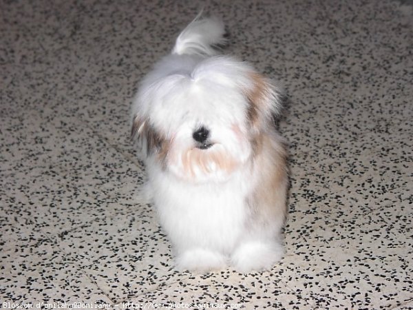 Photo de Coton de tulear