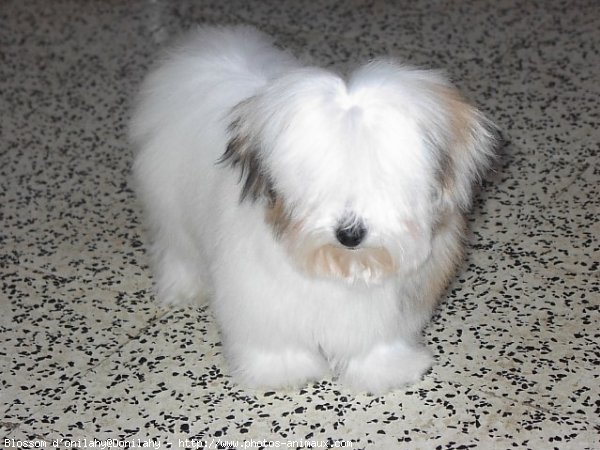 Photo de Coton de tulear