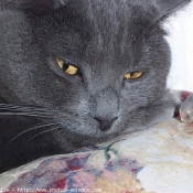 Photo de Chartreux