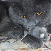 Photo de Chartreux