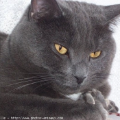 Photo de Chartreux