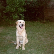 Photo de Golden retriever