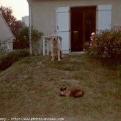 Photo de Golden retriever