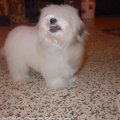 Photo de Coton de tulear