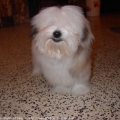 Photo de Coton de tulear