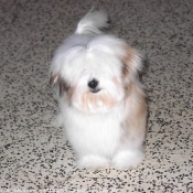 Photo de Coton de tulear