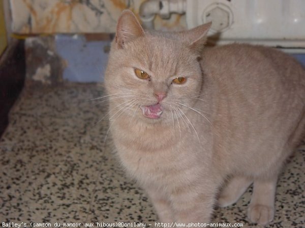 Photo de British shorthair