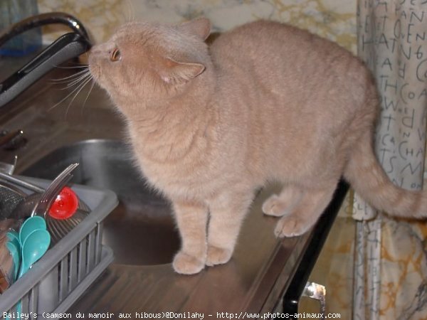 Photo de British shorthair