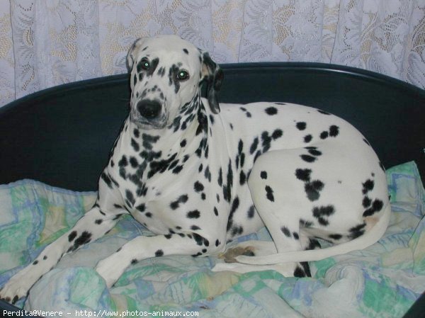 Photo de Dalmatien