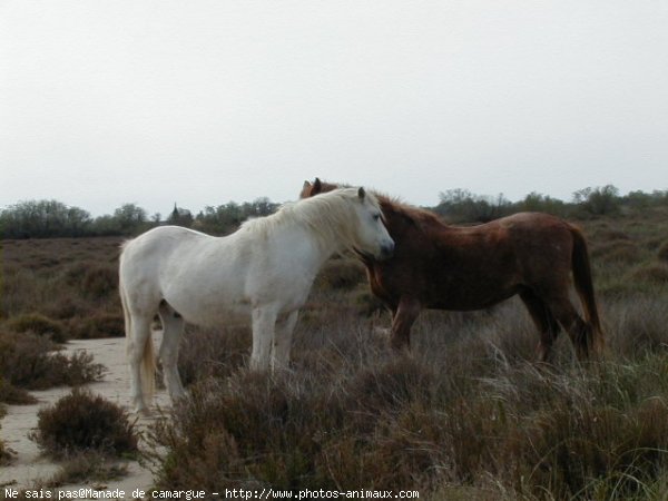 Photo de Camargue