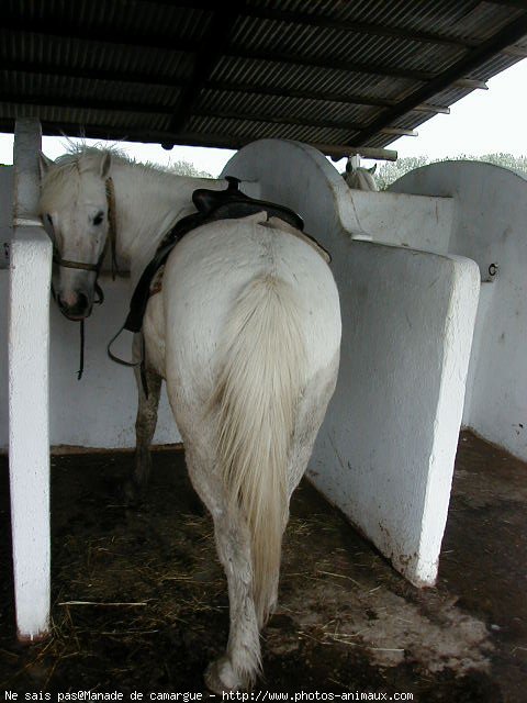 Photo de Camargue