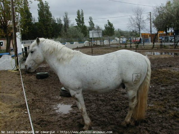 Photo de Camargue