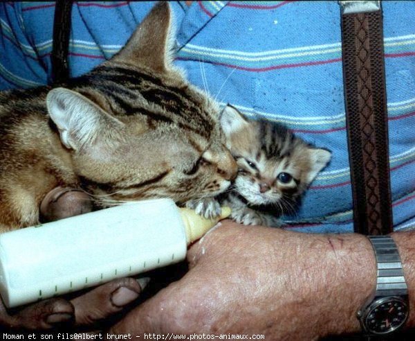 Photo de Chat domestique