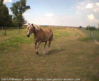 Photo de Haflinger