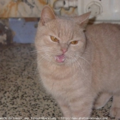 Photo de British shorthair