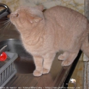 Photo de British shorthair