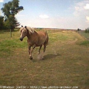 Photo de Haflinger