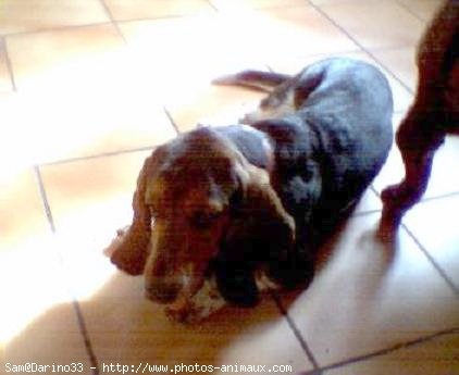 Photo de Basset hound