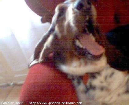 Photo de Basset hound