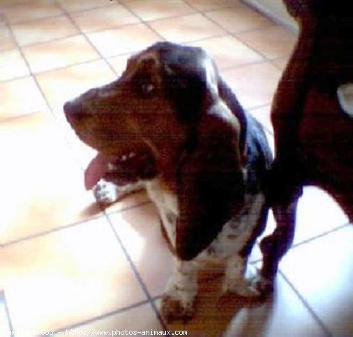 Photo de Basset hound