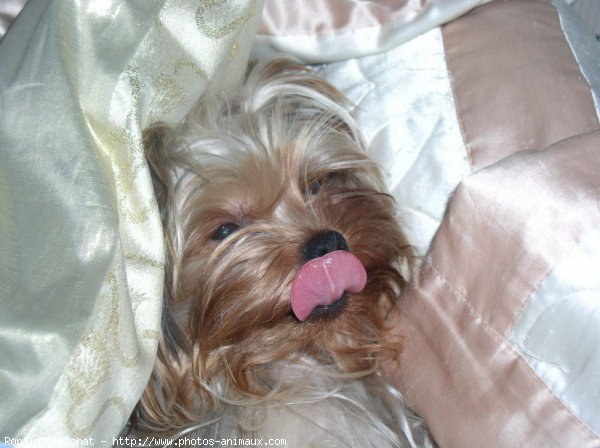 Photo de Yorkshire terrier