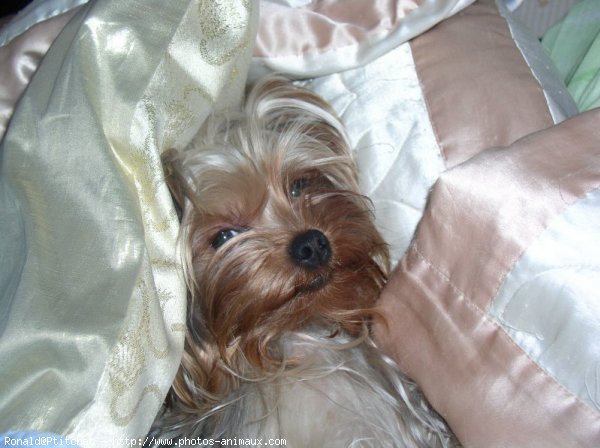 Photo de Yorkshire terrier