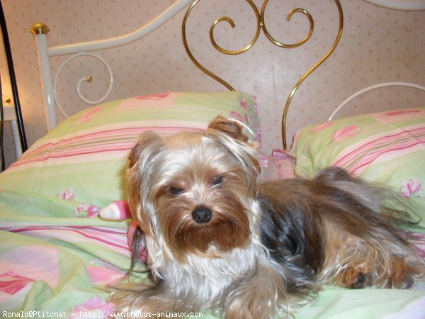 Photo de Yorkshire terrier