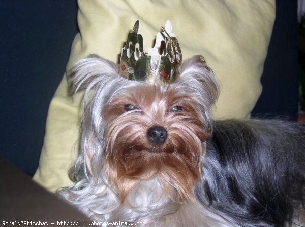 Photo de Yorkshire terrier