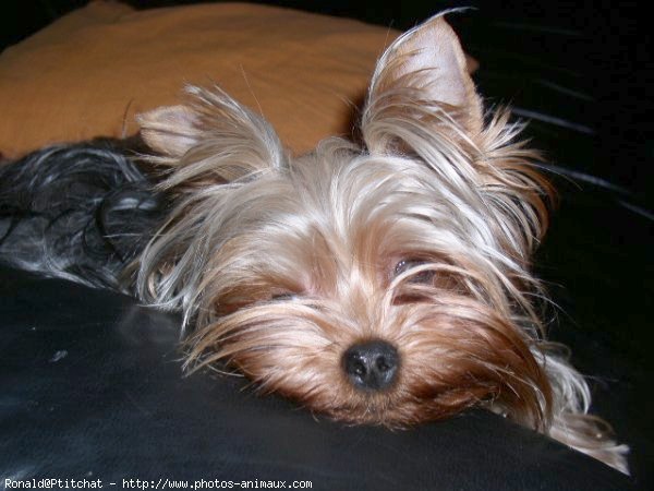 Photo de Yorkshire terrier